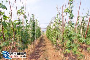 数说贺州 特色产业逐步壮大