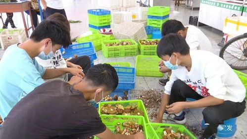 野生菌上市助农增收