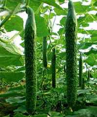 供应优质水果黄瓜 – 产品展示 寿光欣康果蔬专业合作社