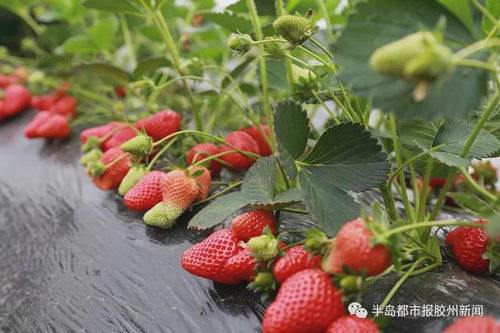 胶州胶北街道将红色旅游与乡村休闲紧密融合发展旅游产业