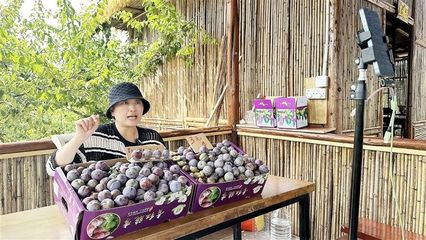 四川遂宁:蔬果飘香惹人醉 “甜蜜产业”促振兴