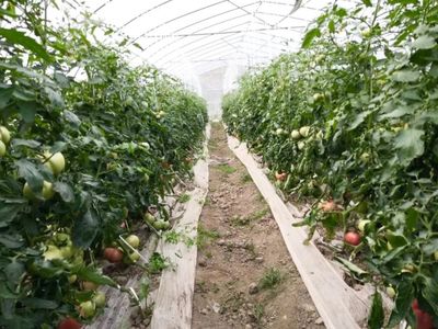 橙肉西瓜、玉菇甜瓜、刺黄瓜、大番茄,一大波应季瓜果集中上市!