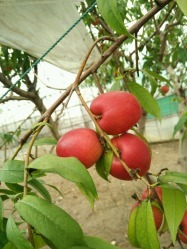 上海绿瑞蔬果专业合作社怎么样,好不好的默认点评-崇明县-大众点评网