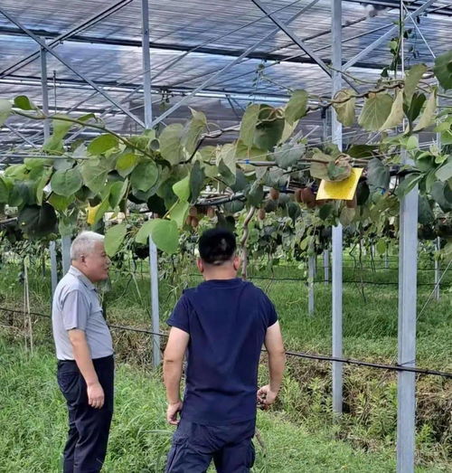 上海市果品行业协会走进枫泾镇对接水果销售