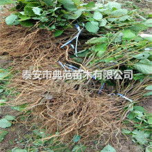 西安周至终南金果园果蔬专业合作社