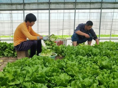 青浦蔬菜基地迎来丰收价格跌,生菜田头交易每斤0.7元