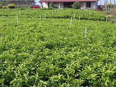 广西横县隆泉果蔬专业合作社