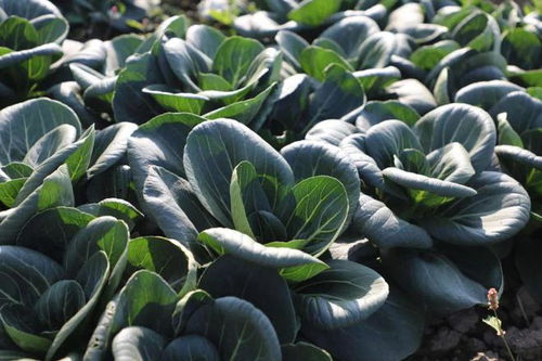 菜篮子 有保障 金山这个镇的冬季蔬菜不断茬