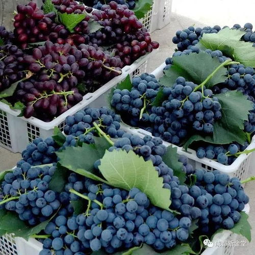 金堂县睿宇果蔬专业合作社典型案例