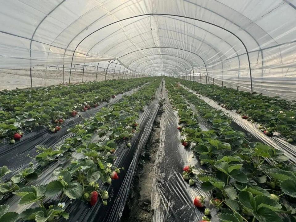 甜蜜上市!冬日“莓”好时光,青浦安排上了!