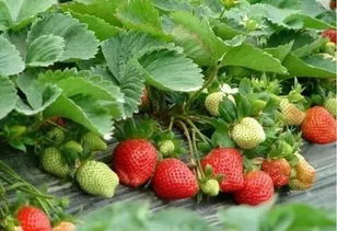 新出炉的全省果蔬采摘旅游基地,温州就有7家,周末约起