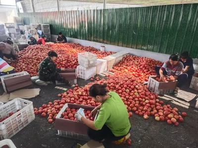 芹泉镇:蔬果产业厚植乡村振兴根基