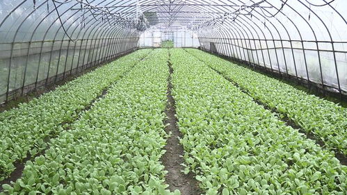 供应不断档, 菜篮子 拎稳喽