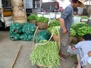 石屏县顺伟果蔬专业合作社