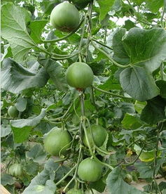 果蔬观光采摘,河北伊丽莎白甜瓜,唐山生态采摘园,唐山素食餐厅,红肉雪梨采摘,唐山市路北区亚栋果蔬农民专业合作社