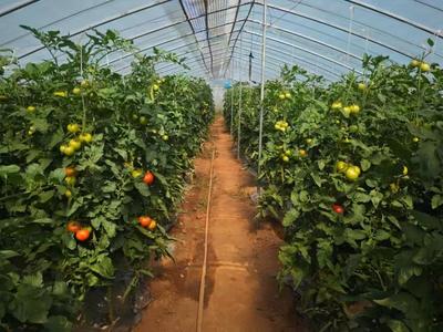 芹泉镇:蔬果产业厚植乡村振兴根基