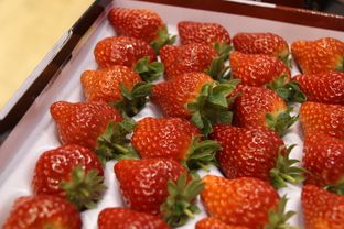 乡村振兴路上的实践者 农家女的 草莓梦 记上海红鹤蔬果专业合作社总经理周惠娟