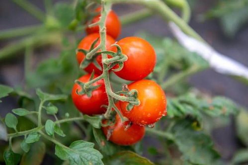 鲜嫩爆汁 深受大家喜爱的ta来啦