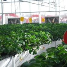 北京汇丰兴农果蔬产销专业合作社