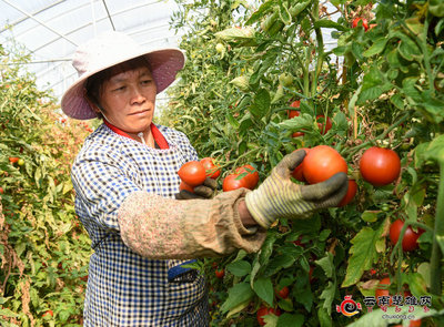 戌街乡:春耕好时节 蔬果齐飘香