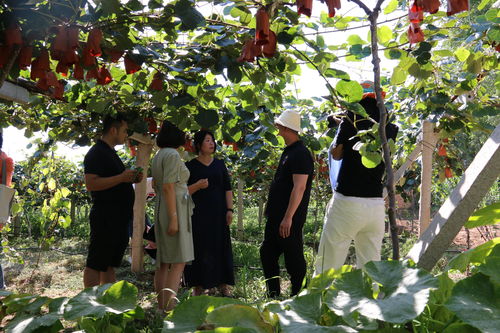 脱贫路上绽放的美丽之花 记扶风华泰果蔬专业合作社理事长赵小娟