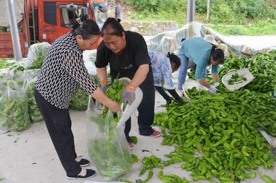 蔬果飘香 乡村"丰"景美