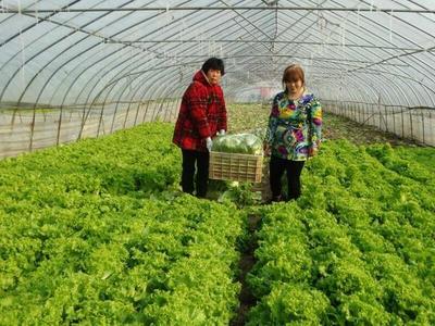 蔬果冷库“睡一觉”菜农增收田头笑