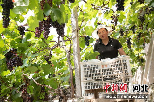 石家庄赵县 设施农业助农增收