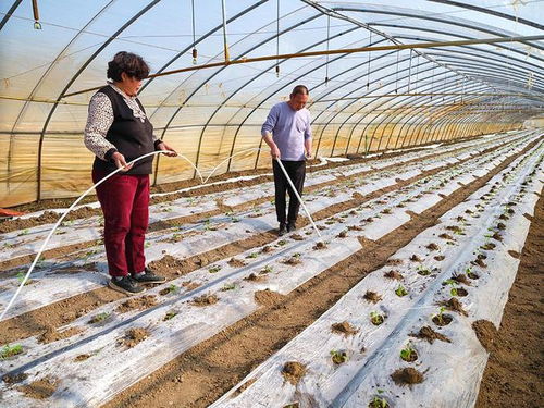 安徽五河 雨水 至 农事忙
