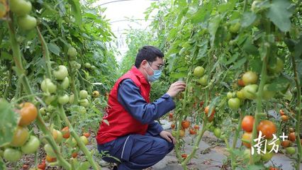 走进田间地头,湛江东海供电局当好农户的"电保姆"