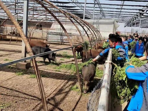 阎良学生走进农业园 体验劳动乐趣