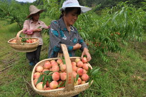 左口乡 乡镇在线