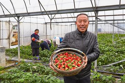 一米市集 冬季草莓采摘活动