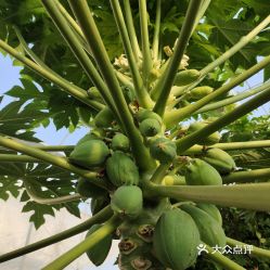 上海藏财蔬果专业合作社火龙果采摘园