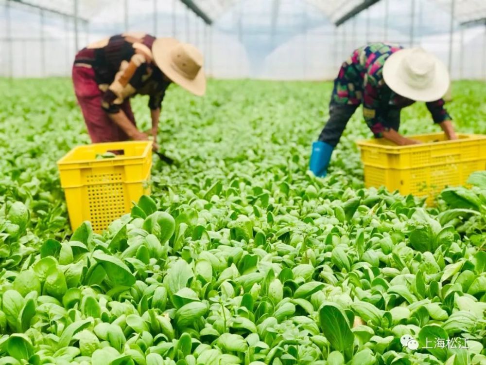 沪上菜篮子基地、松江首家乡村民宿…浦南这个村未来可期!