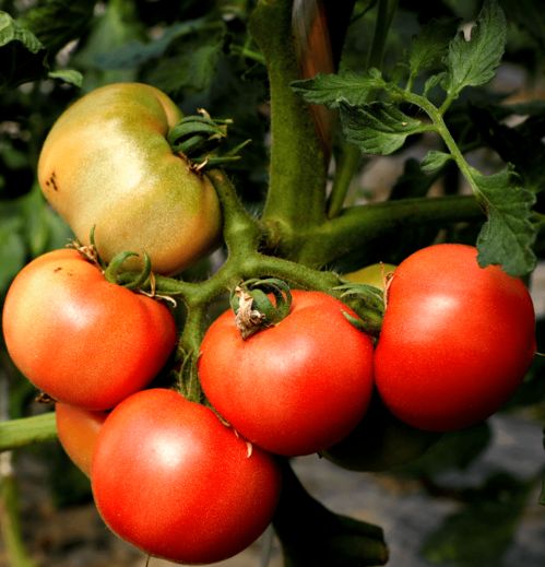 供不应求 金山早春番茄抢 鲜 上市