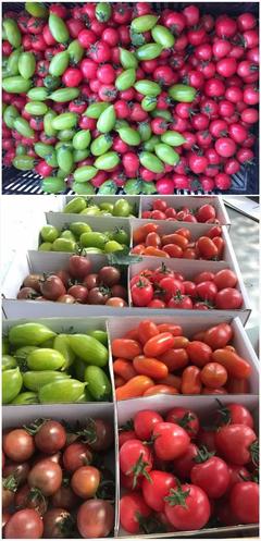 今天立夏,有位宜兴小哥哥要给您送小番茄大礼包!