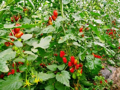 快来“轧闹猛”!松江区第三届番茄采摘节开幕