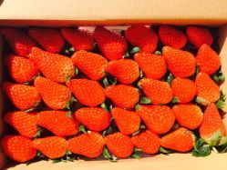 乐夫蔬果专业合作社地址,电话,价格,营业时间(图)-上海-大众点评网