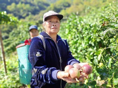 她把百香果变成致富引路果 村民 闻香而来