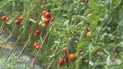 “一条龙”服务助农增效又增收!带你看鼎湖这个山泉水蔬果种植科普示范基地