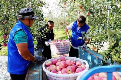 宣威:沪滇协作迎丰收 致富苹果香又甜