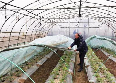 新一轮寒潮来袭,蔬果合作社全力保障蔬菜稳产稳供