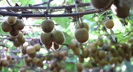 义安区 猕猴桃熟满枝头 铺就产业振兴路