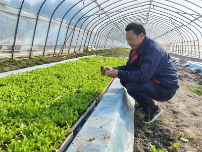 白鹤蔬果专业合作社 日均采收240吨蔬菜，稳产稳价保障市场供应