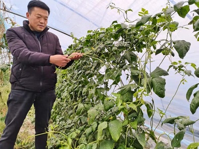 蒙城县立仓镇 蔬果专业合作社引领农户走上致富路