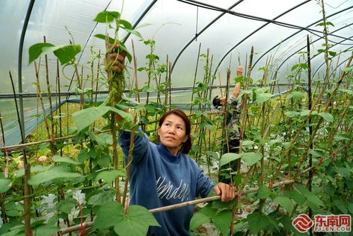 政和东平春耕美如画 蔬果专业合作社的田园交响曲