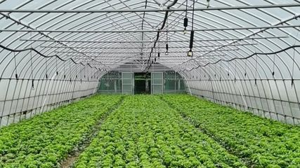 暖心支援抗疫一线 青浦某合作社连夜配送爱心蔬果