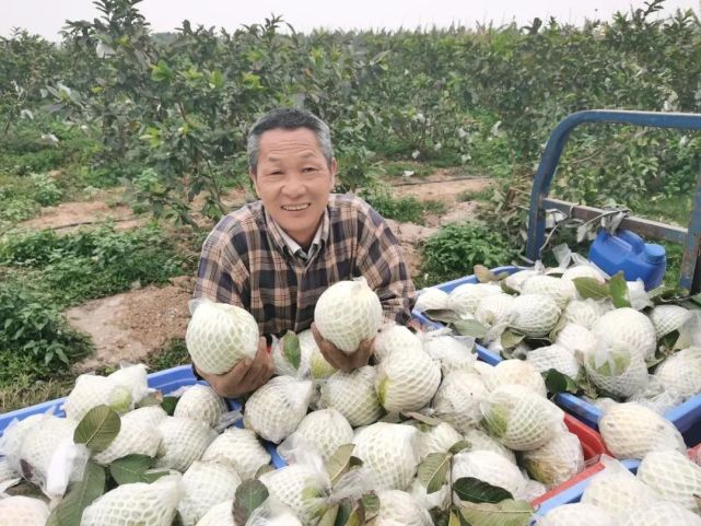 金湾特产知多少？蔬果专业合作社带你品味地道美味！