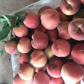 桃子、李子熟了——乐山蔬果零售市场的丰收盛景